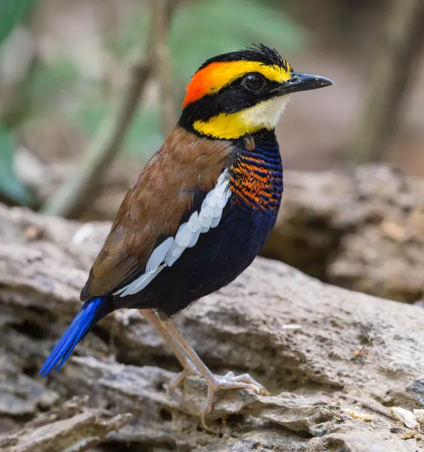 File:Hydrornis irena male by Jason Thompson, crop.jpg