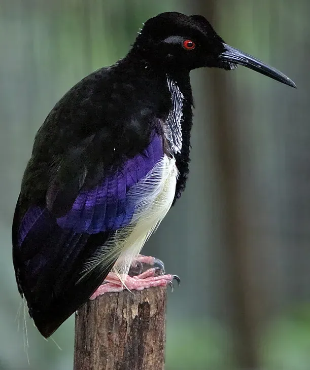 File:Seleucidis melanoleucus - 20030511.jpg