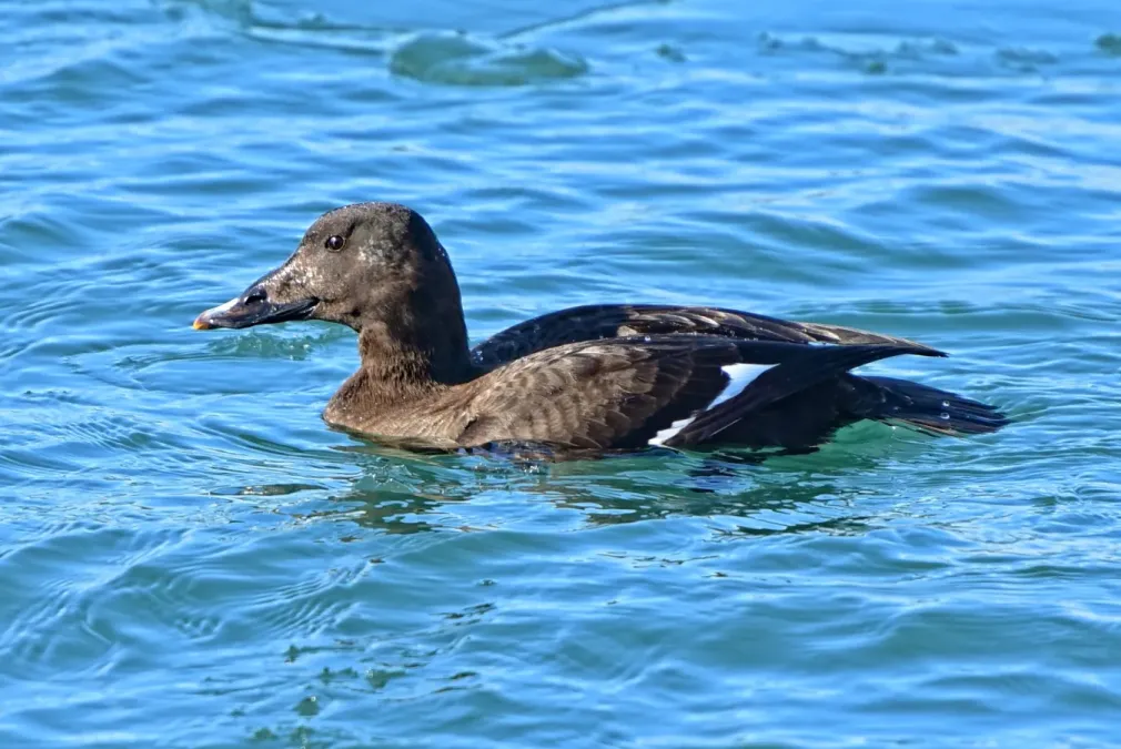 File:Melanitta fusca var deglandi f Toronto.jpg