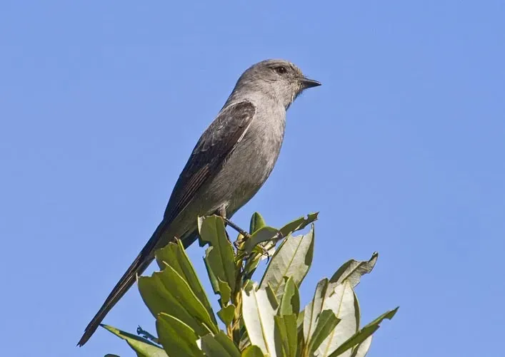 File:Muscipipra vetula 1 (cropped).jpg