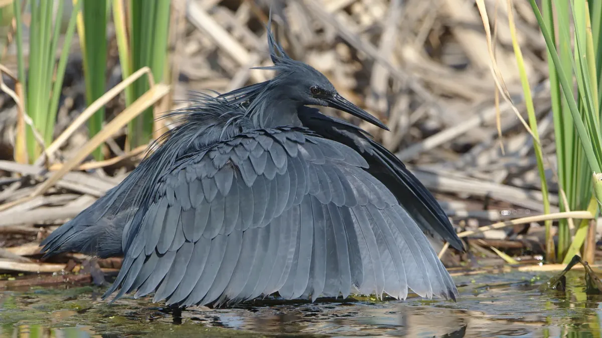 File:Black heron, Egretta ardesiaca, at Marievale Nature Reserve, Gauteng, South Africa. (28293691829).jpg