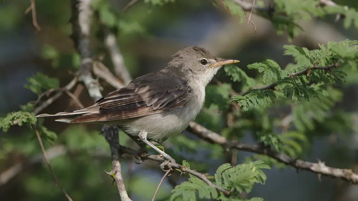 File:Olive-tree warbler, Hippolais olivetorum, at Mkuze Game Reserve, (39230392124).jpg