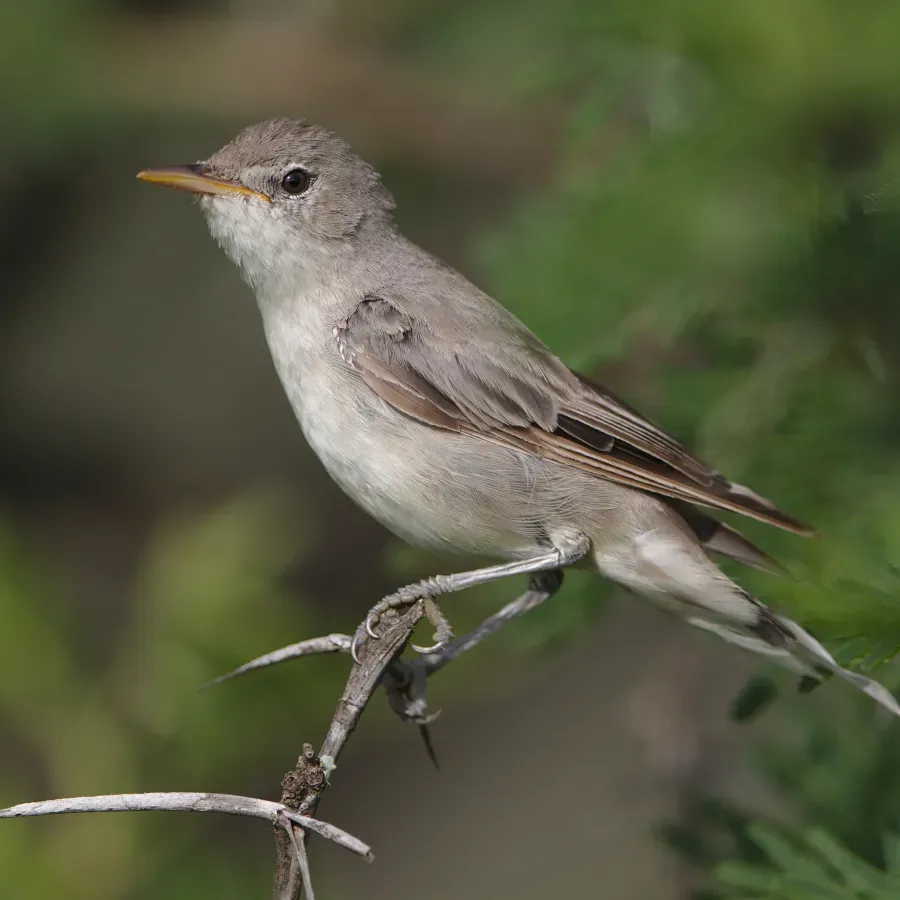 File:Olive-tree warbler, Hippolais olivetorum, at Mkuze Game Reserve, (39230388474).jpg