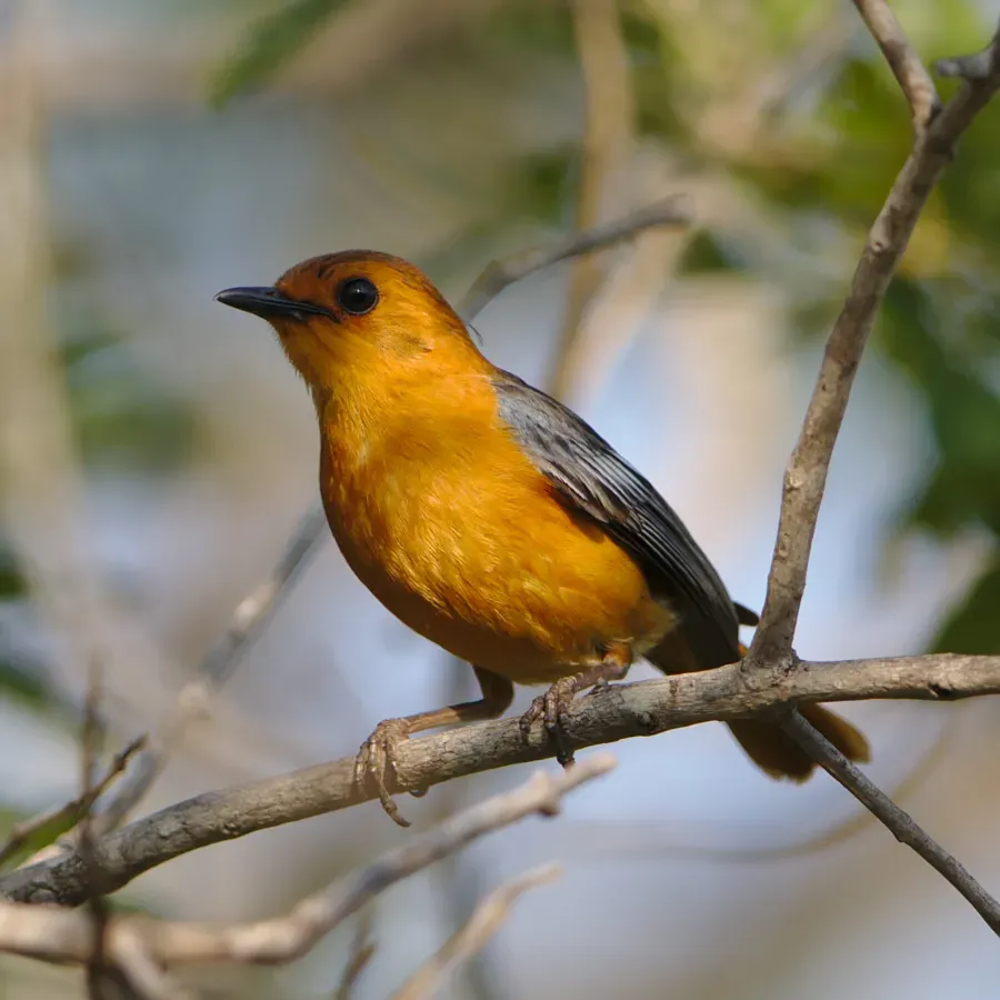 File:Red-capped robin-chat (or Natal robin), Cossypha natalensis, at Ithala Game Reserve, Kwa Zulu-Natal, South Africa (39889362202).jpg