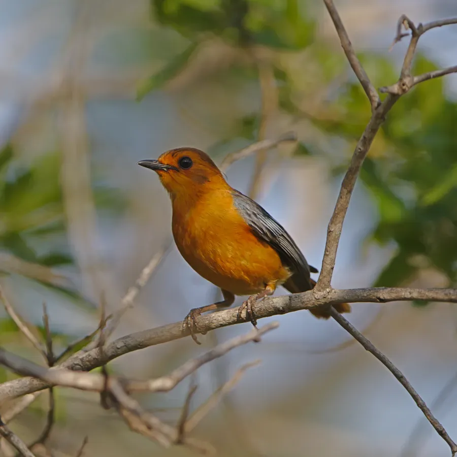File:Red-capped robin-chat (or Natal robin), Cossypha natalensis, at Ithala Game Reserve, Kwa Zulu-Natal, South Africa (39889362782).jpg