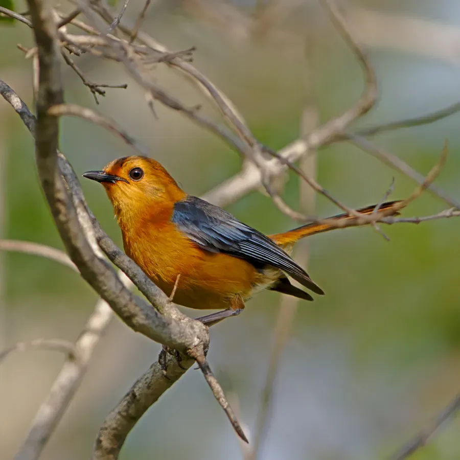 File:Red-capped robin-chat (or Natal robin), Cossypha natalensis, at Ithala Game Reserve, Kwa Zulu-Natal, South Africa (39023328225).jpg