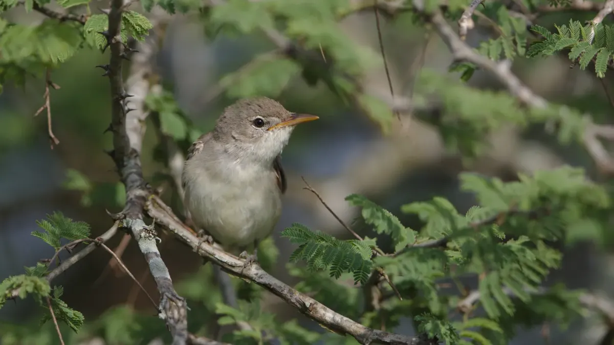 File:Olive-tree warbler, Hippolais olivetorum, at Mkuze Game Reserve, Kwa Zulu-Natal, South Africa (39230392764).jpg