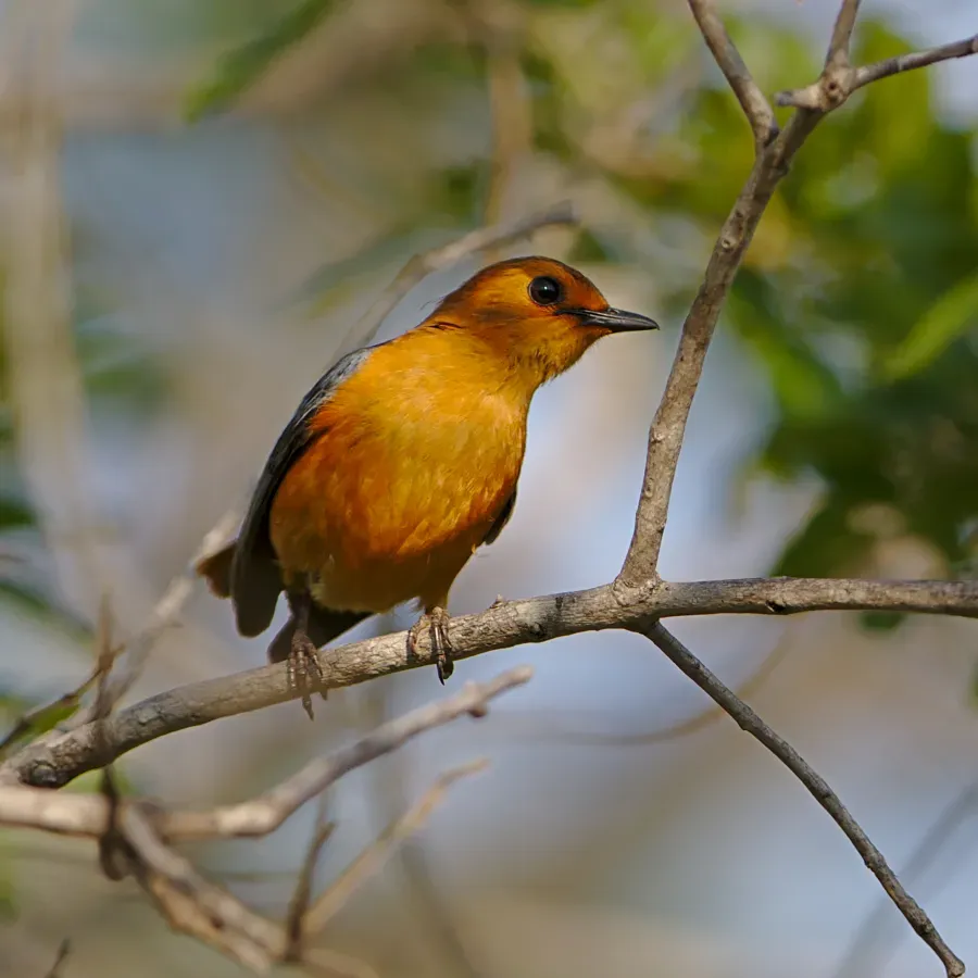File:Red-capped robin-chat (or Natal robin), Cossypha natalensis, at Ithala Game Reserve, Kwa Zulu-Natal, South Africa (39889363502).jpg
