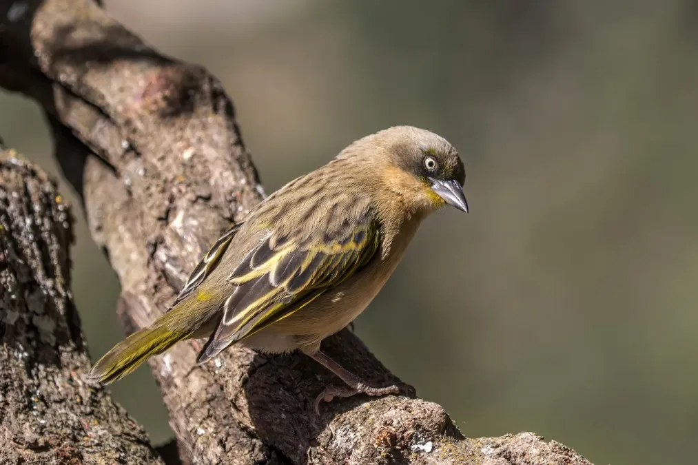 File:Baglafecht weaver (Ploceus baglafecht baglafecht) male non-breeding.jpg