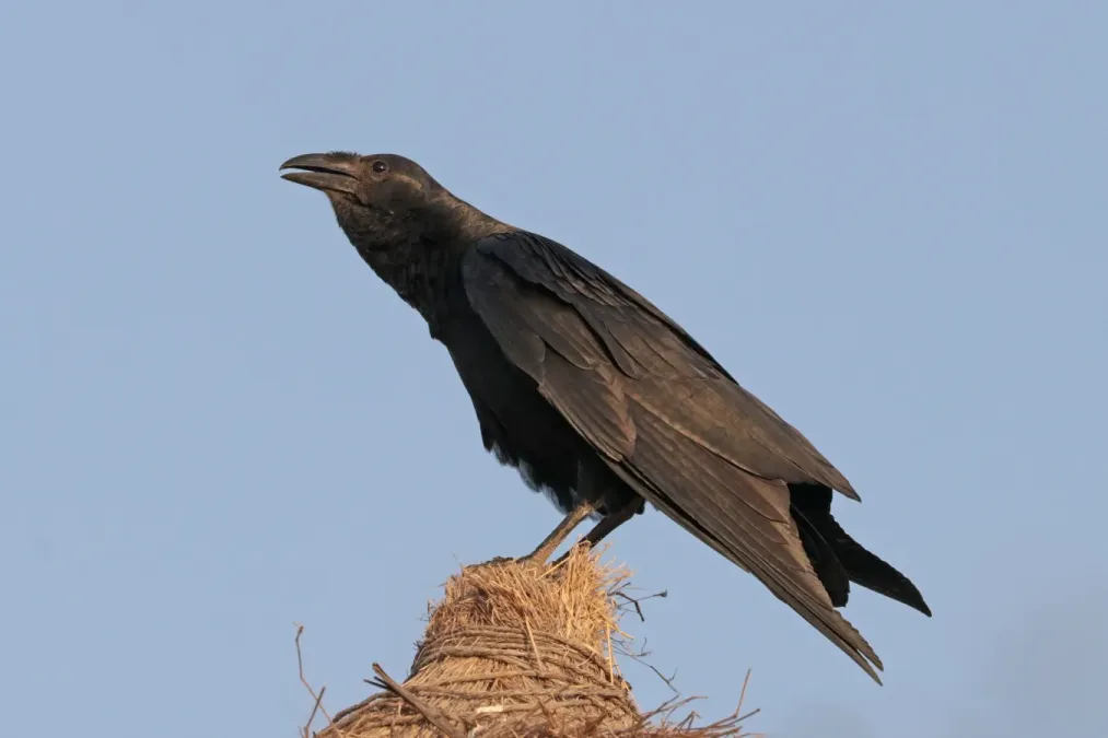 File:Fan-tailed raven (Corvus rhipidurus).jpg
