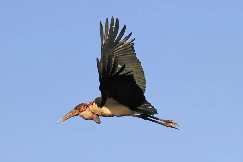 File:Marabou stork (Leptoptilos crumenifer) in flight 2.jpg