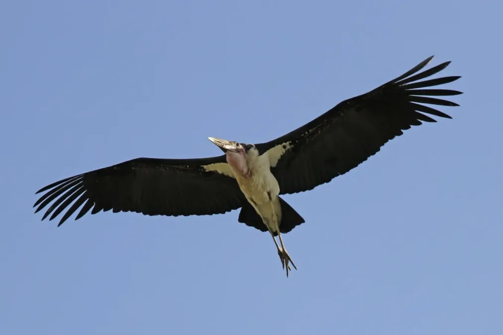 File:Marabou stork (Leptoptilos crumenifer) in flight.jpg