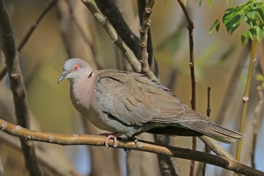 File:Mourning Collared Dove (Streptopelia decipiens decipiens), Lake Ziway, Ethiopia.jpg