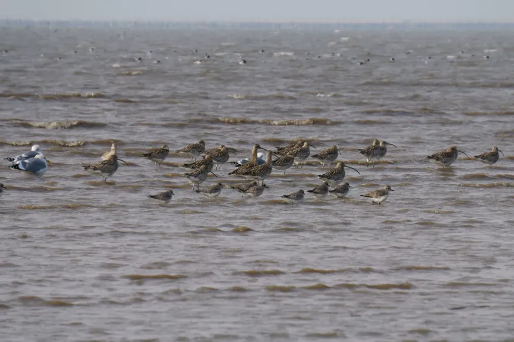 File:Scolopacidae birds and Larus vegae in Higashiyoka-higata 2018-02-03.jpg