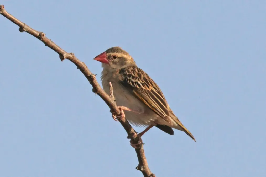 File:Red-billed quelea (Quelea quelea aethiopica) female.jpg