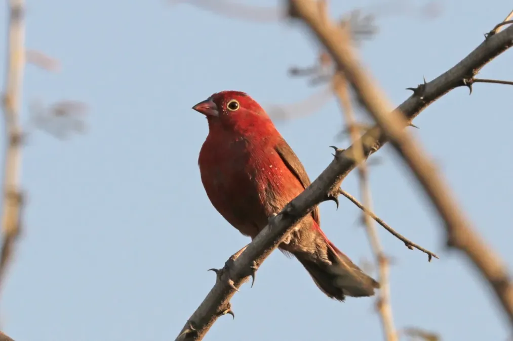 File:Red-billed firefinch (Lagonosticta senegala brunneiceps) male.jpg