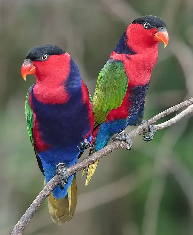 File:Lorius lory-20051118.jpg