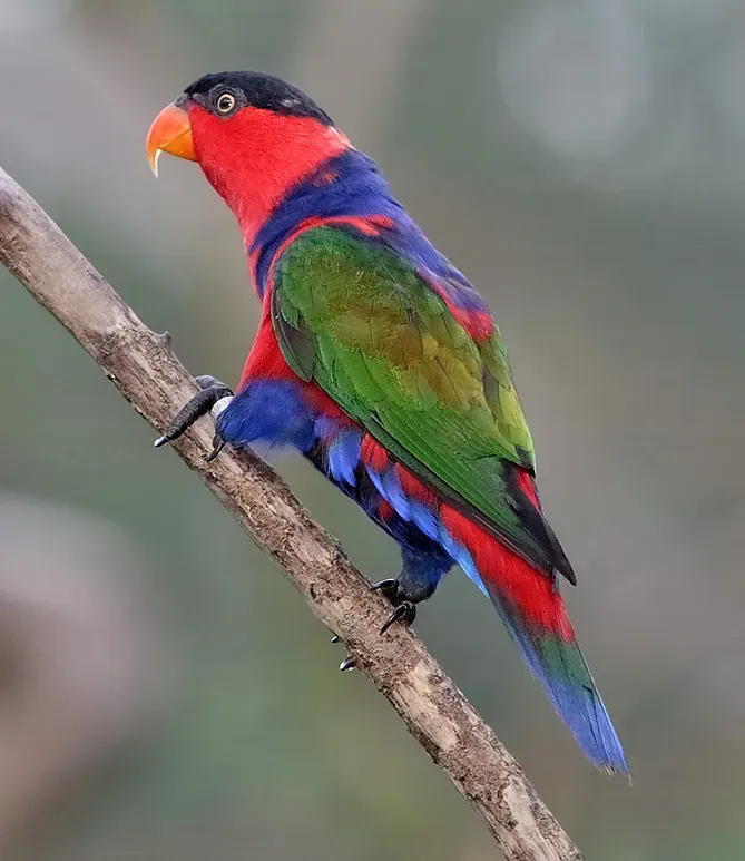 File:Lorius lory-20051118B.jpg