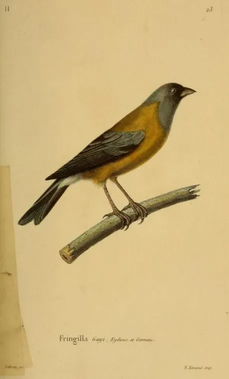 File:Phrygilus gayi Lebrun.jpg