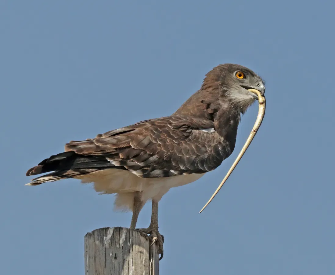 File:Black-chested snake-eagle (Circaetus pectoralis).jpg