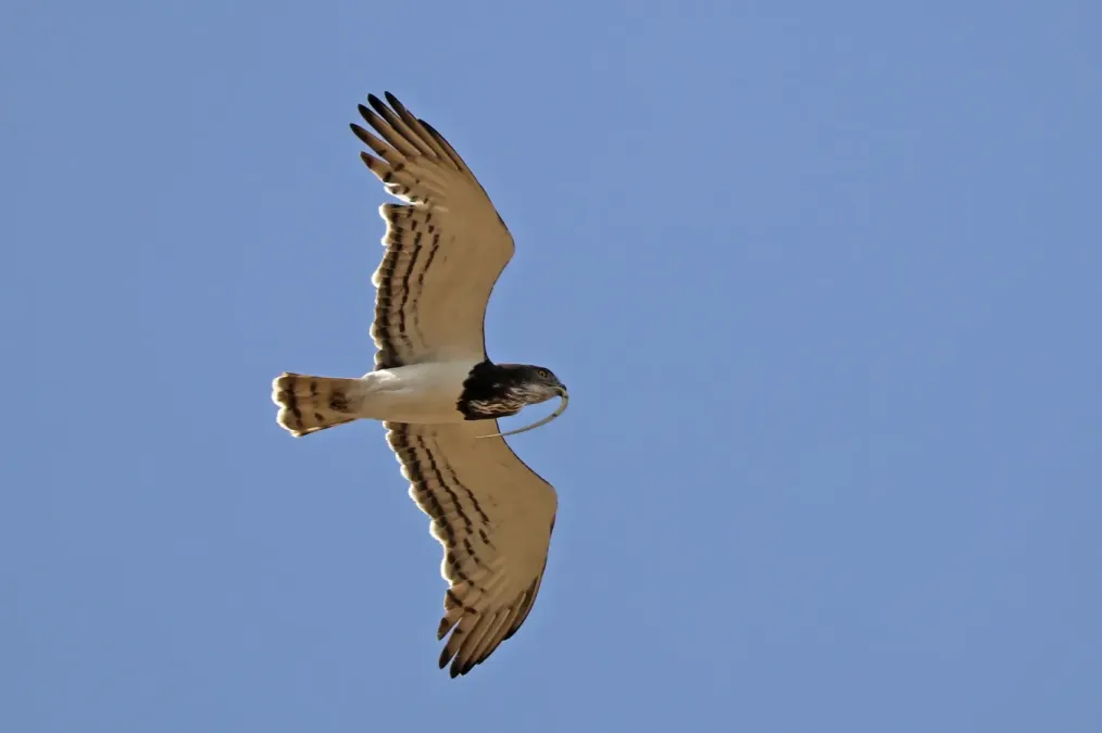 File:Black-chested snake-eagle (Circaetus pectoralis) in flight.jpg