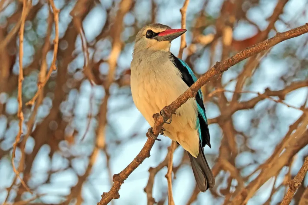 File:Woodland kingfisher (Halcyon senegalensis senegalensis).jpg
