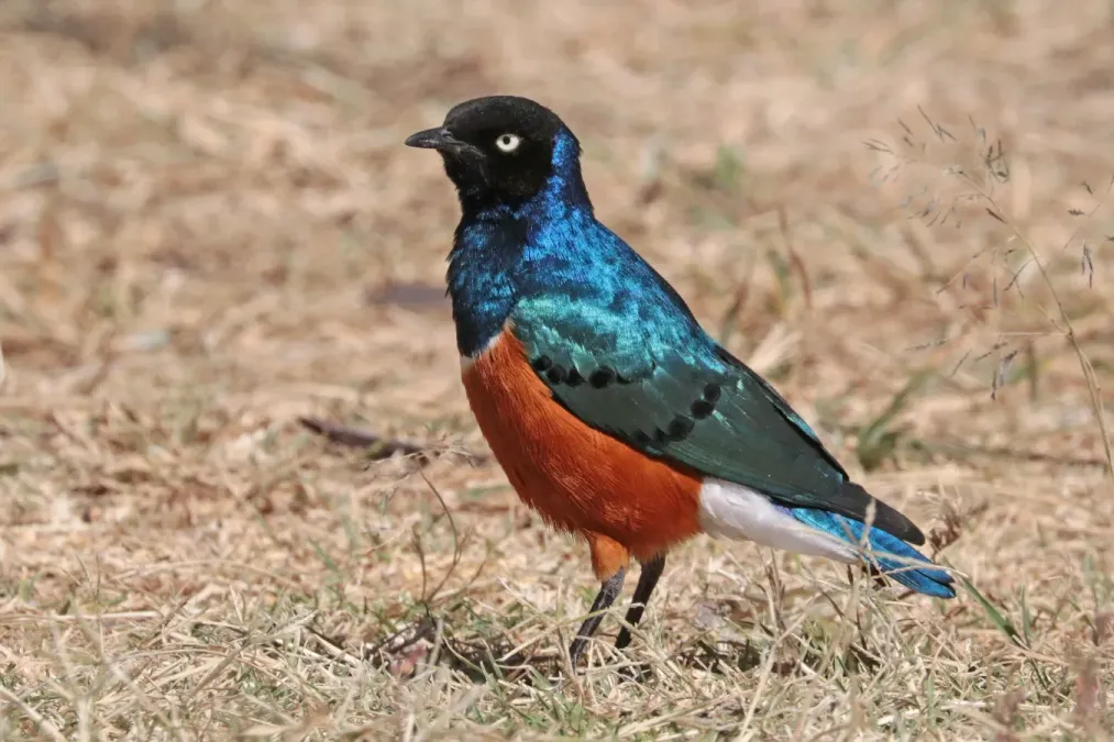 File:Superb starling (Lamprotornis superbus).jpg