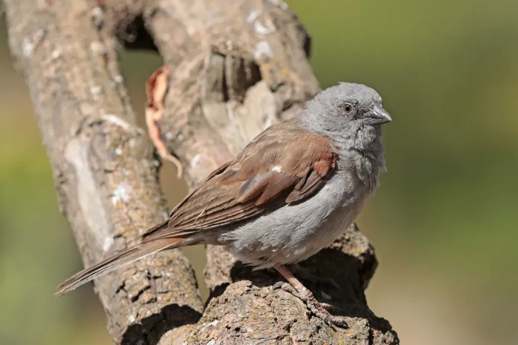 File:Swainson's sparrow (Passer swainsonii).jpg