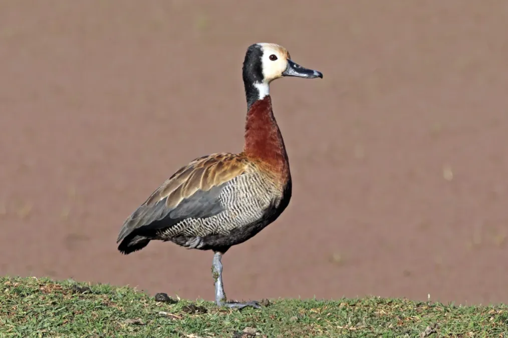 File:White-faced whistling duck (Dendrocygna viduata).jpg