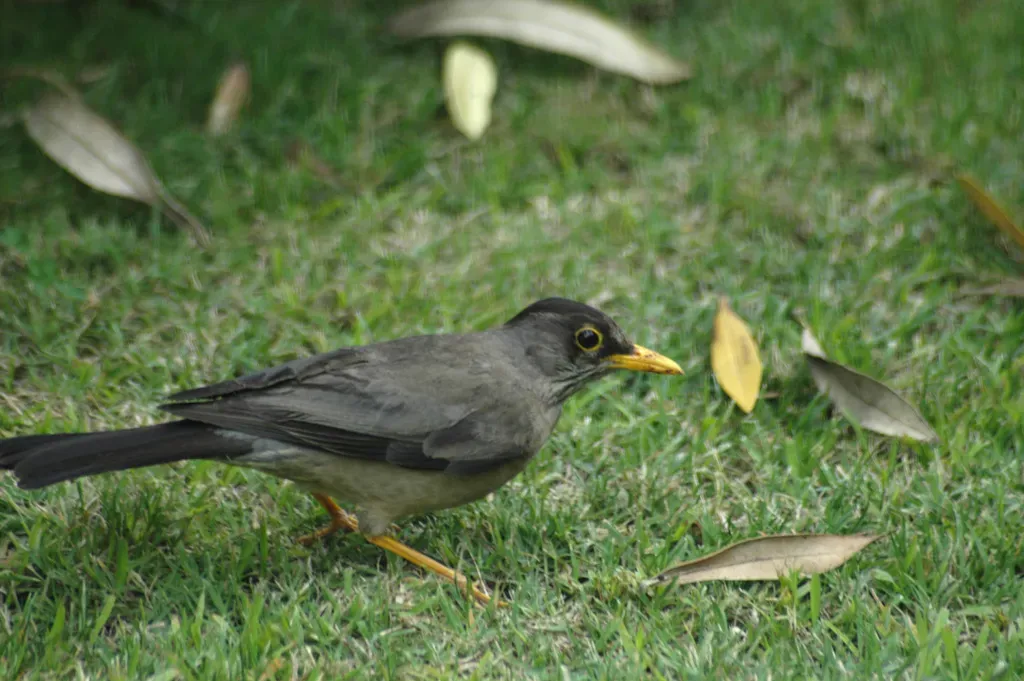 File:Austral Thrush - Turdus falcklandii magellanicus.jpg