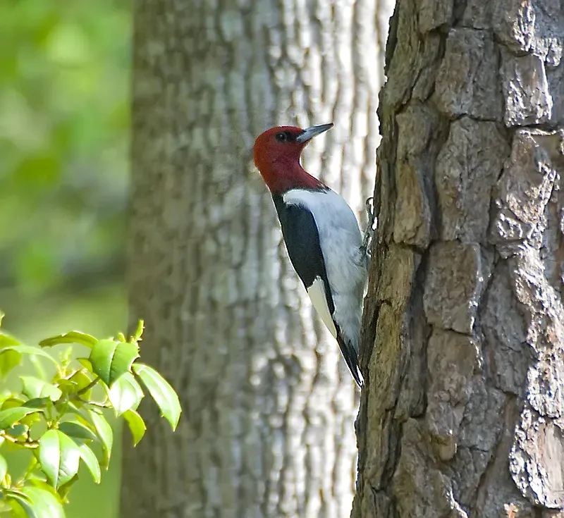 File:Melanerpes erythrocephalus -tree trunk-USA.jpg