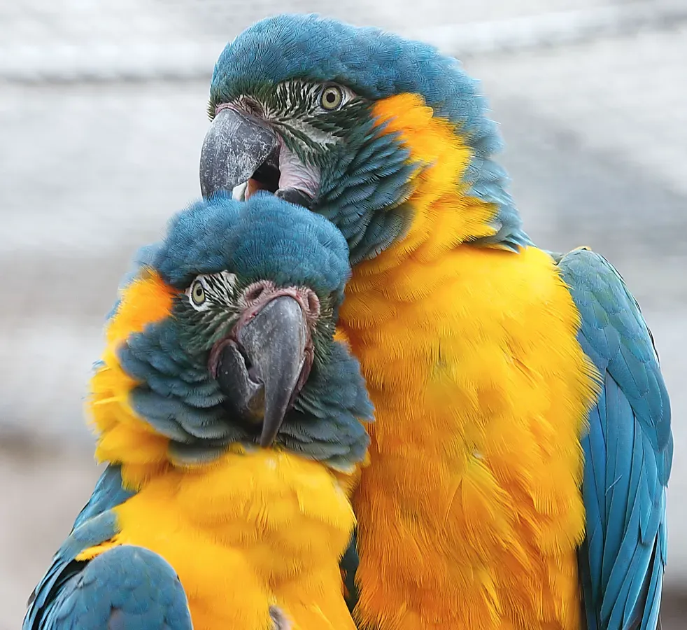 File:Ara glaucogularis -Chester Zoo -upper body-8a.jpg
