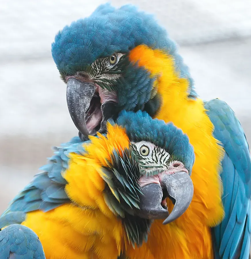 File:Ara glaucogularis -Chester Zoo -upper body-8b.jpg