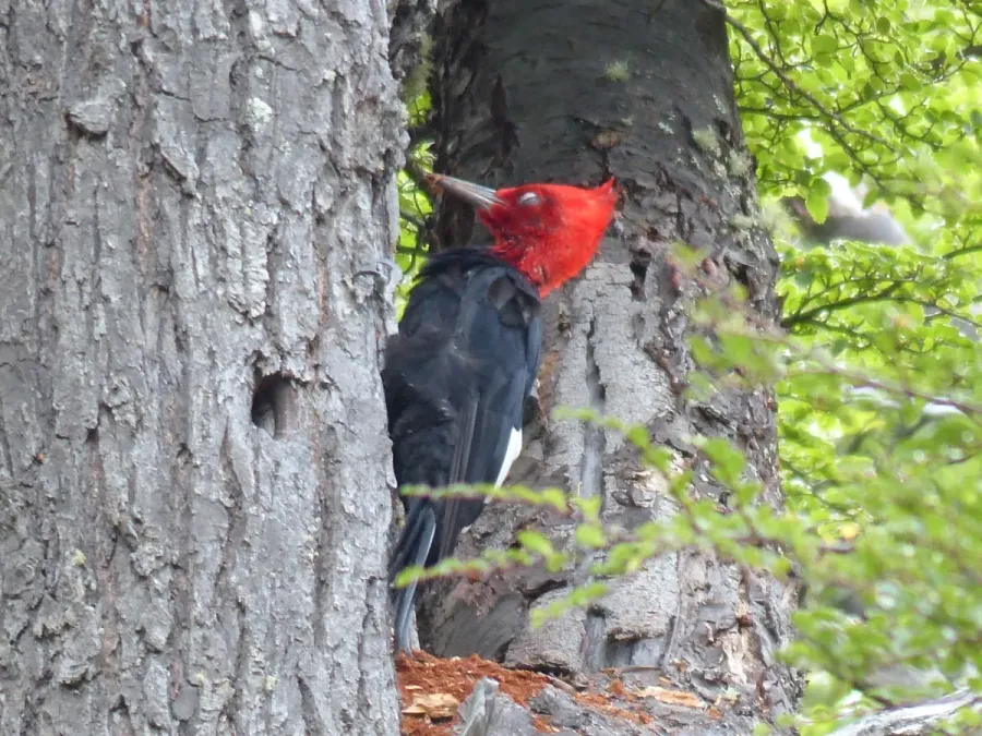 File:Male Magellanic woodpecker (Campephilus magellanicus).jpg