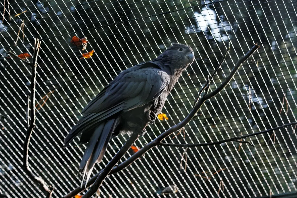 File:Coracopsis vasa -captive-6a.jpg