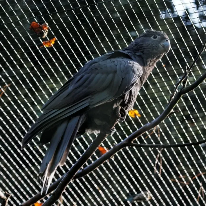 File:Coracopsis vasa -captive-6a-3c.jpg