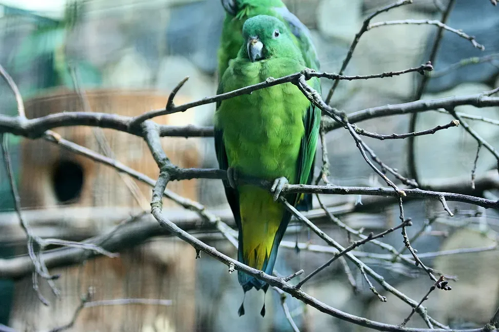 File:Prioniturus mada -captive-8a.jpg