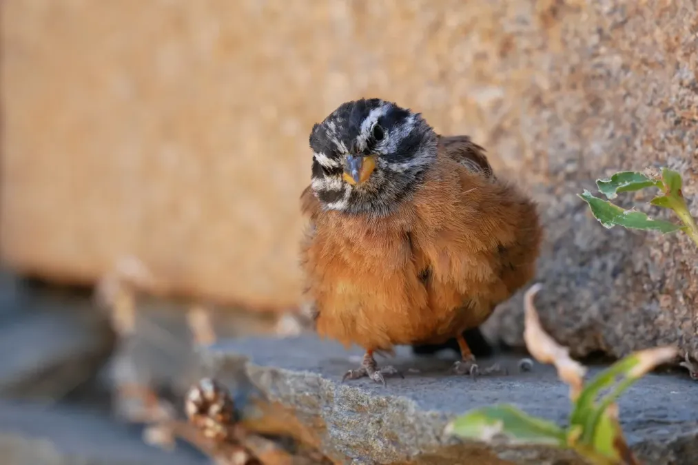 File:Cinnamon-breasted Bunting (Emberiza tahapisi) Ethiopia.jpg