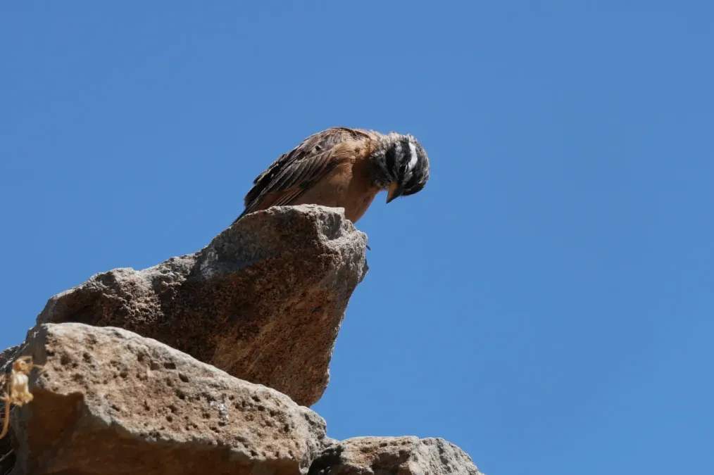 File:Cinnamon-breasted Bunting (Emberiza tahapisi) Ethiopia (2).jpg