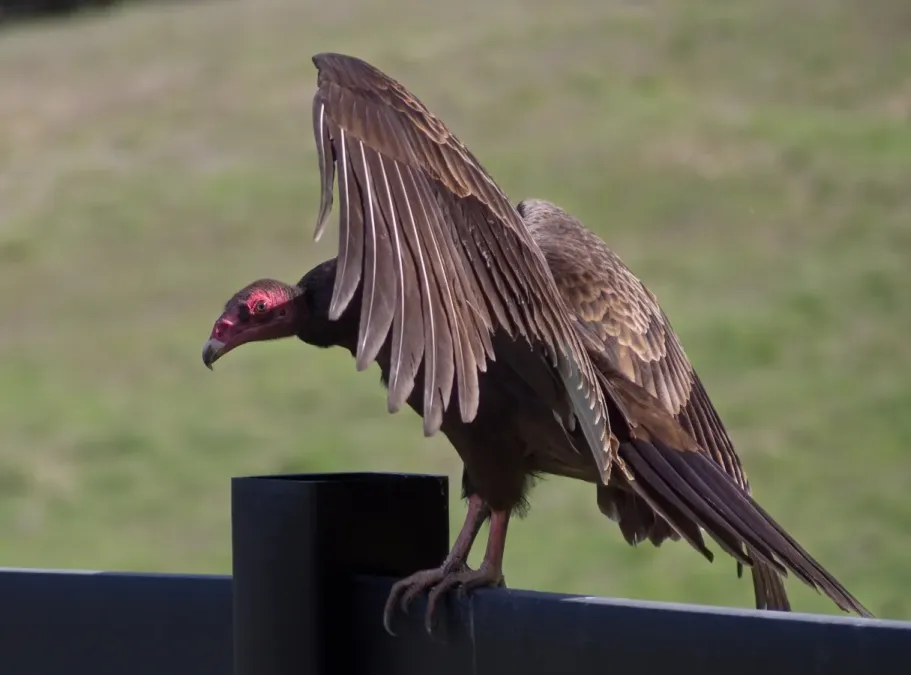 File:Turkey vultures (Cathartes aura) (01745)a.jpg