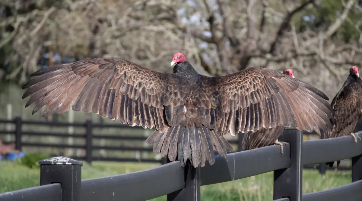 File:Turkey vultures (Cathartes aura) (01747).jpg