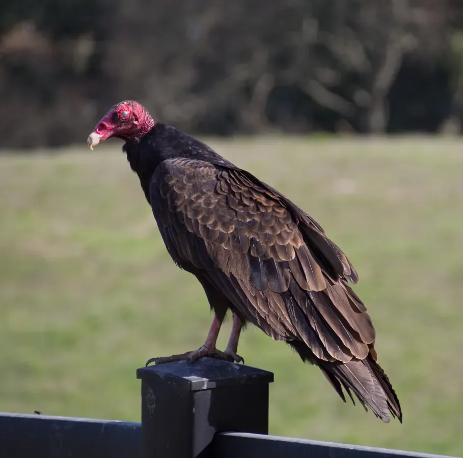 File:Cathartes aura (01736).jpg