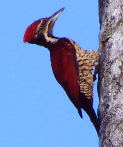 File:Chrysocolaptes lucidus stricklandi.jpg