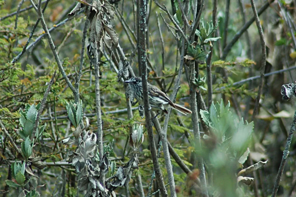 File:Tufted Tit-Tyrant (Anairetes parulus) 2015-06-10 (1) (40282027922).jpg