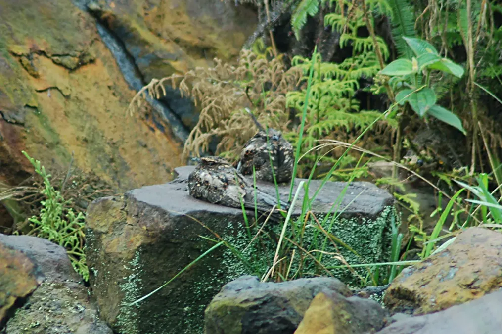 File:Blackish Nightjar (Nyctipolus nigrescens) 2015-06-13 (2) (39617002864).jpg