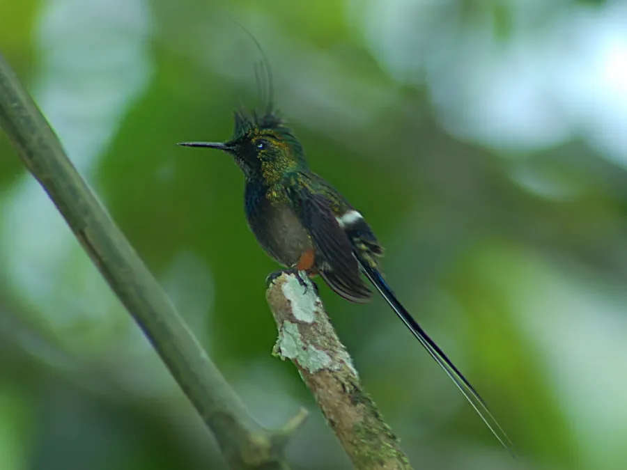 File:Wire-crested Thorntail (Discosura popelairii) 2015-06-14 (7) (40329166481).jpg