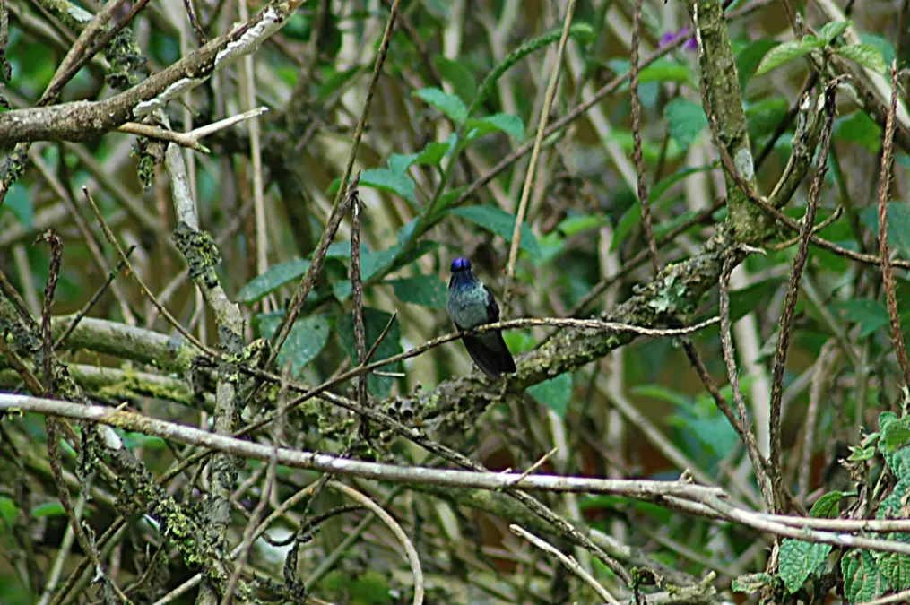 File:Violet-headed Hummingbird (Klais guimeti) 2015-06-14 (1) (40283795752).jpg