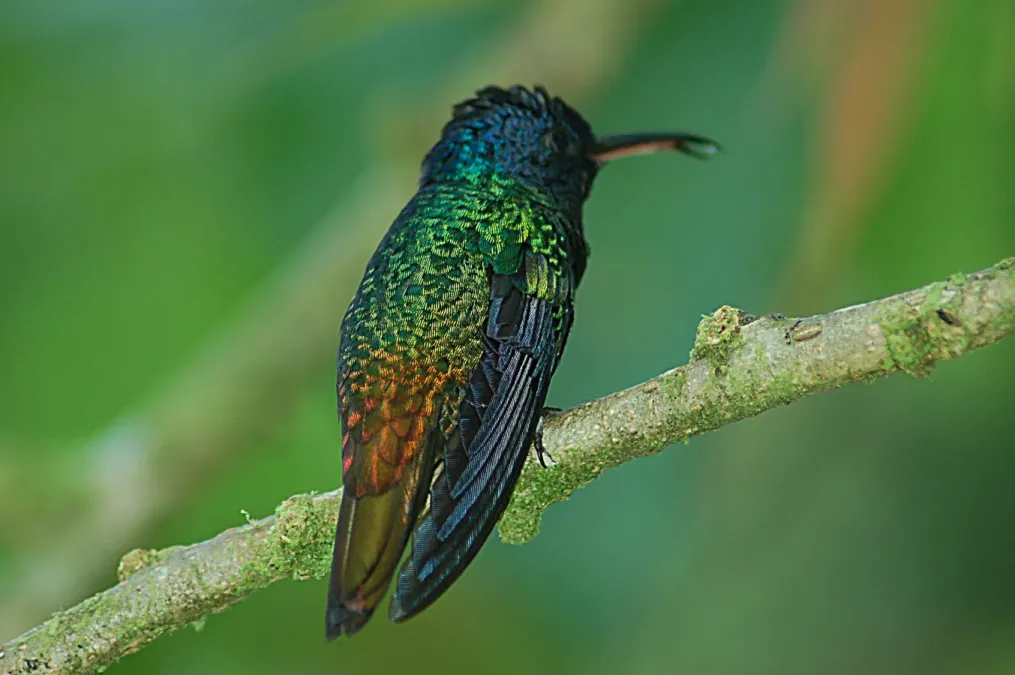 File:Golden-tailed Sapphire (Chrysuronia oenone) 2015-06-14 (6) (40329153231).jpg