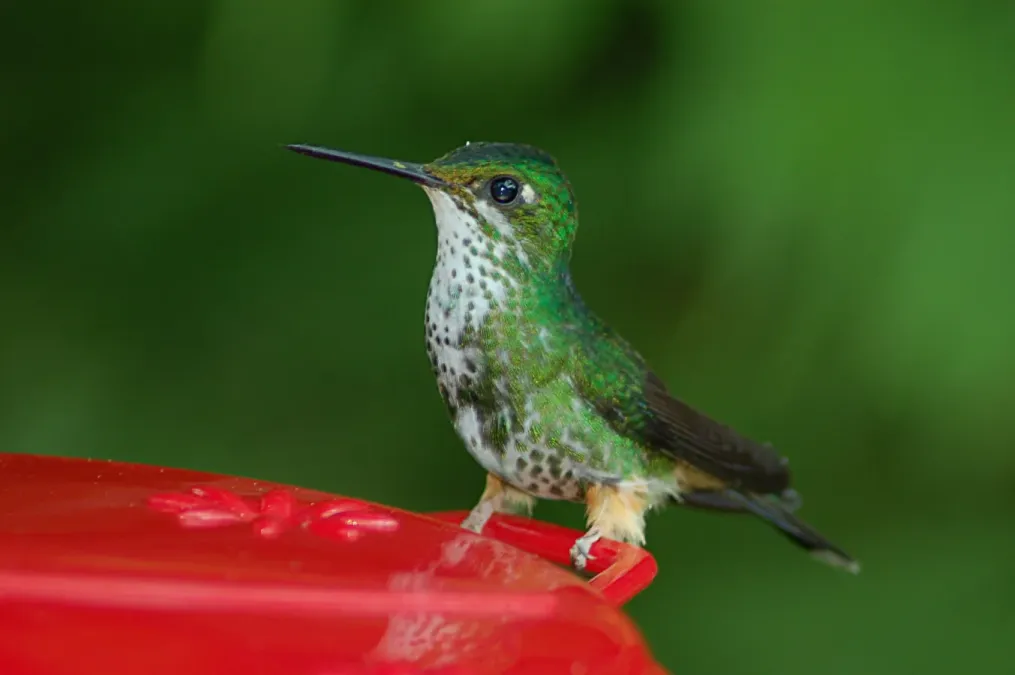 File:Peruvian Racket-tail (Ocreatus peruanus), Wildsumaco Lodge, Ecuador 2015-06-14 (6) (25457705127).jpg