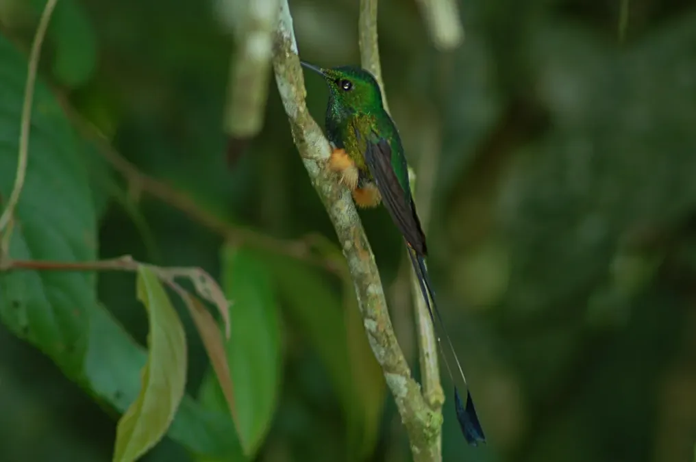 File:Peruvian Racket-tail (Ocreatus peruanus), Wildsumaco Lodge, Ecuador 2015-06-14 (7) (26457513668).jpg